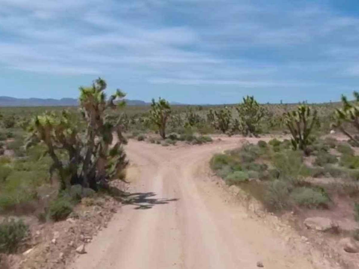 BLM30091 photo 2