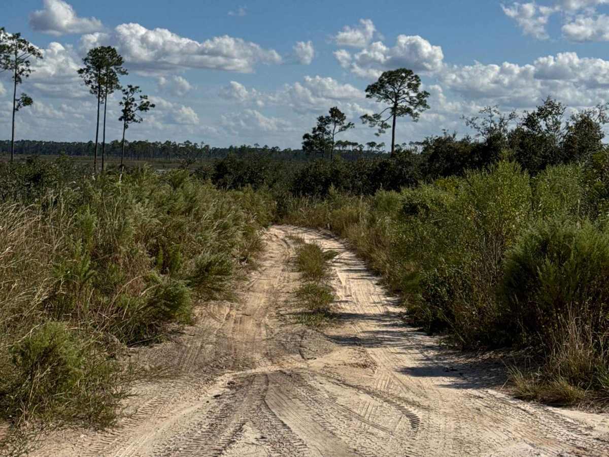 John T. Childers Road - ONF 53 photo 6