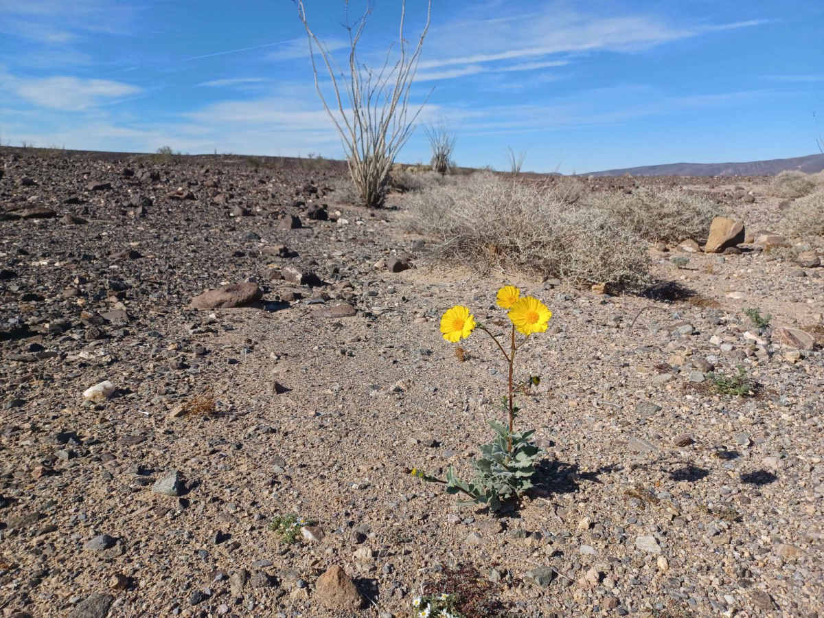 Lone Flower trail photo