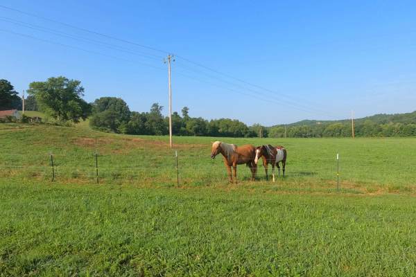 Wild Horses - SCR 211