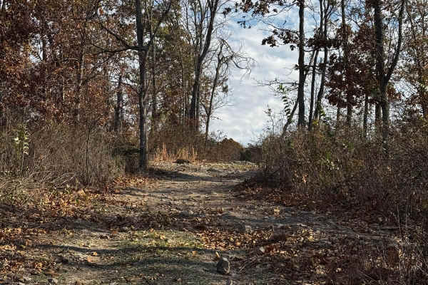 Greasy Lane