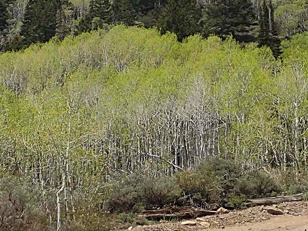 Aspen Grove Extravaganza trail photo