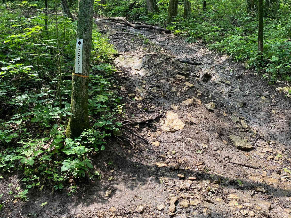 Mangolicious trail photo