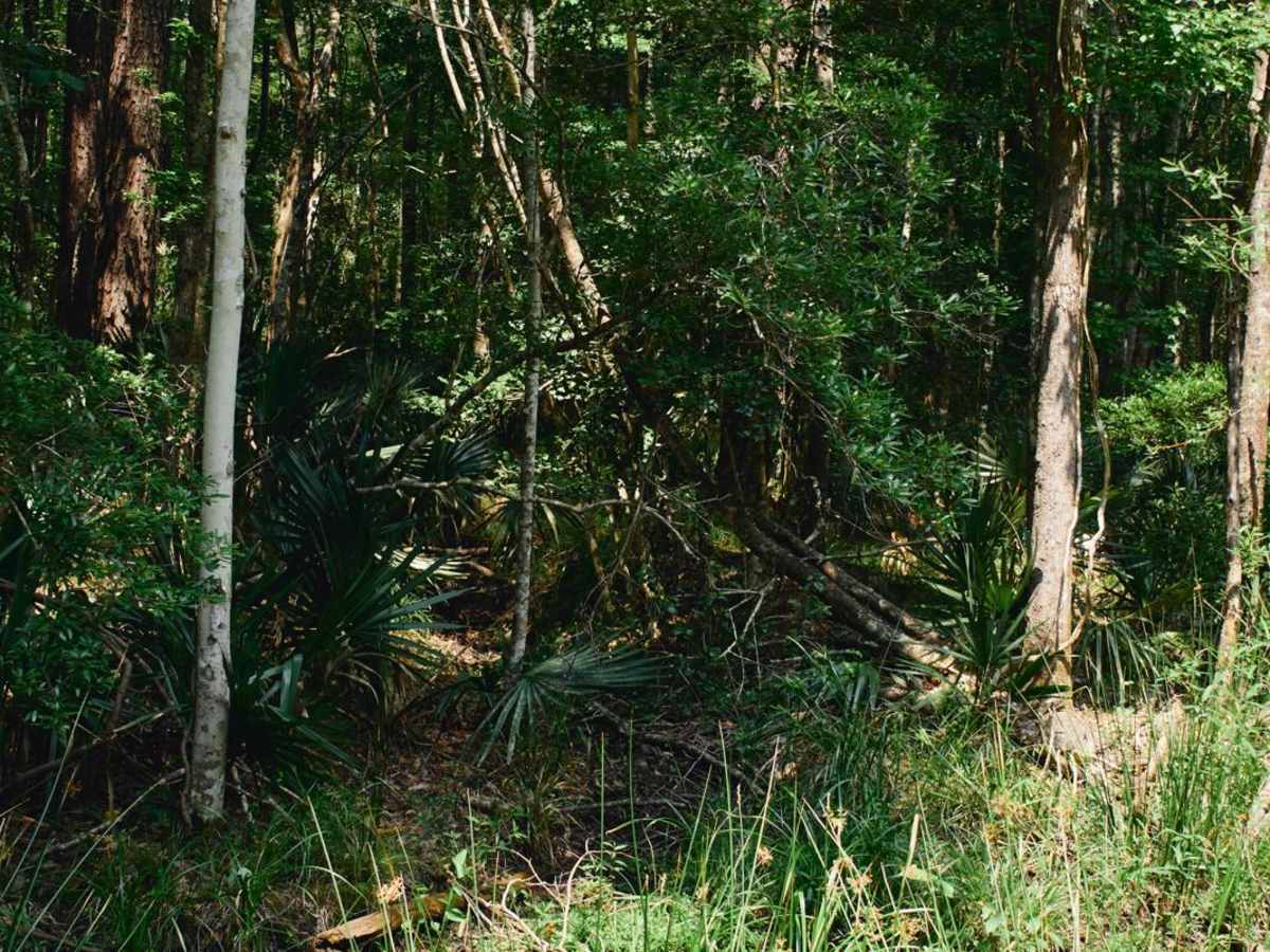 Kinsey Road - FSR 226 photo 5