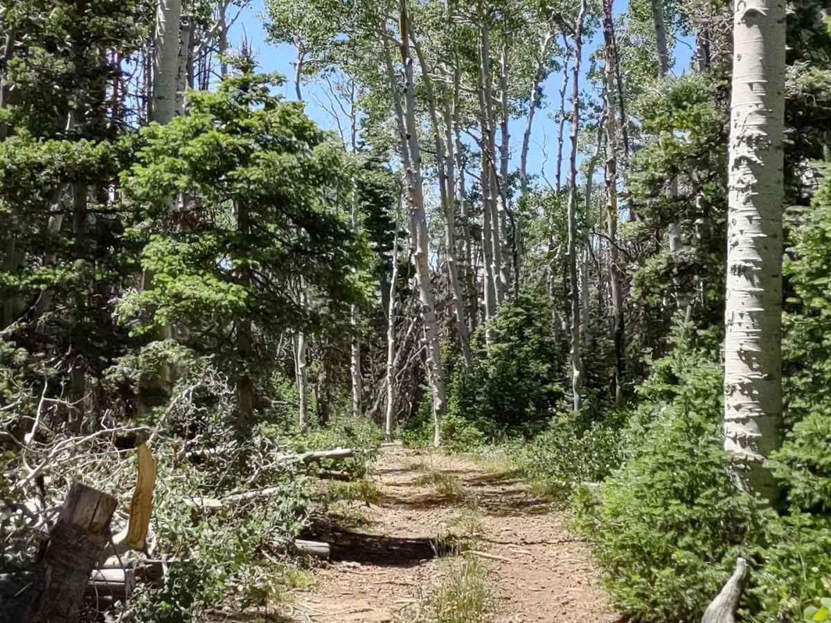 The Ugly, The Bad, and The Good (FS 40630/Dry Hollow/Trail ID 70) photo 5