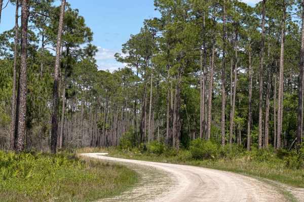 Middle Prong - Osceola NF 232