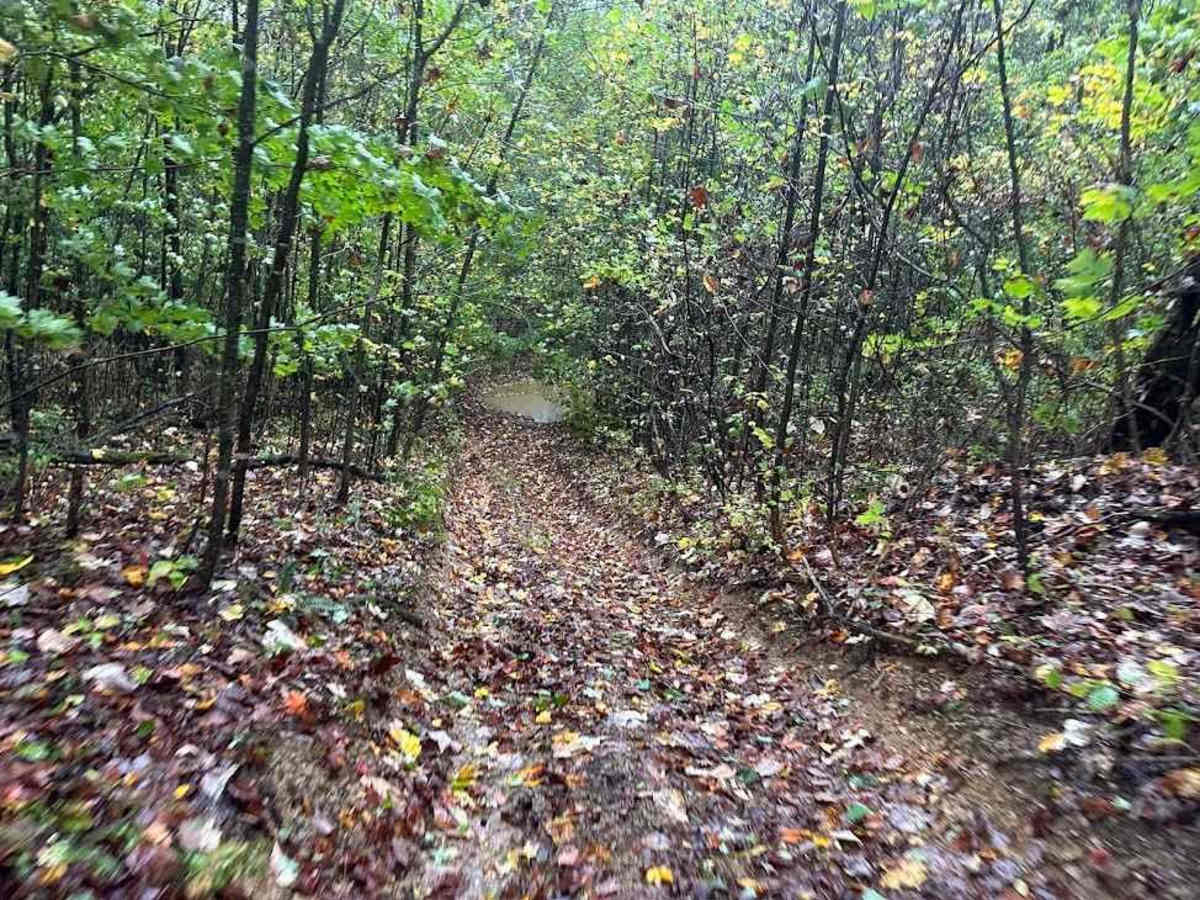 83 Black trail photo