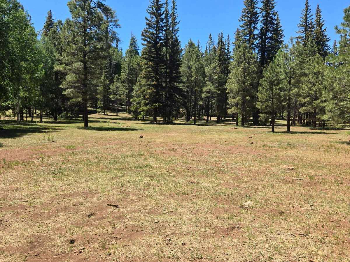 Carnero Springs Road 8556 photo 5