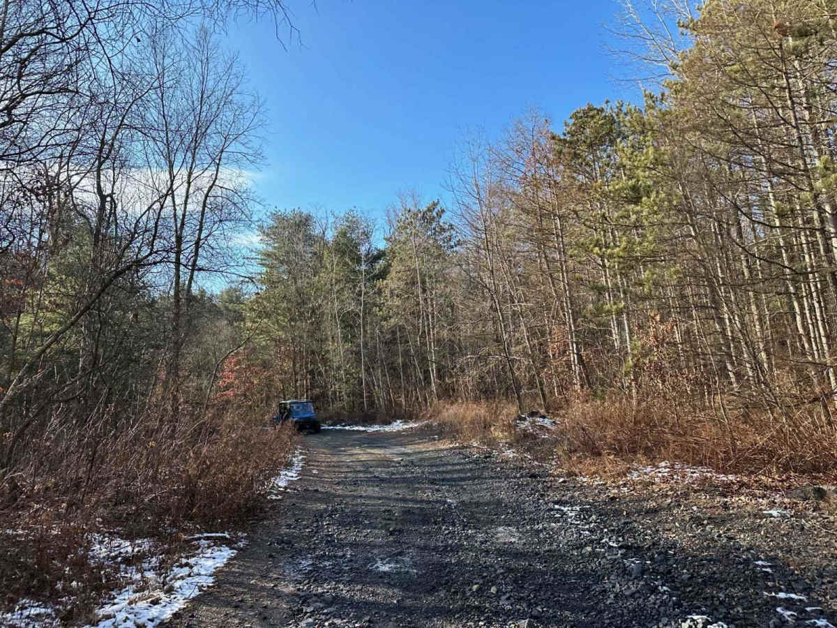 Locust Gap 17 photo 6