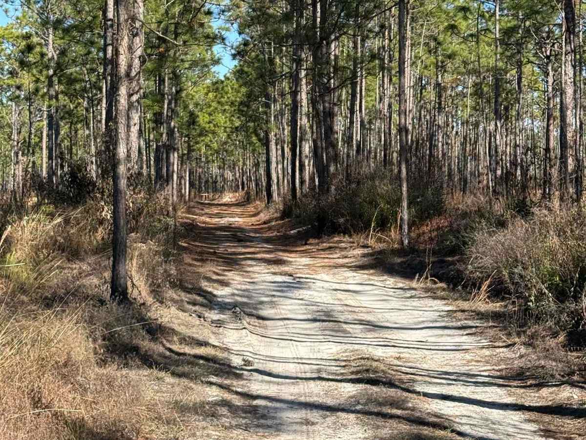 Pettiford Creek Main Trail photo 3