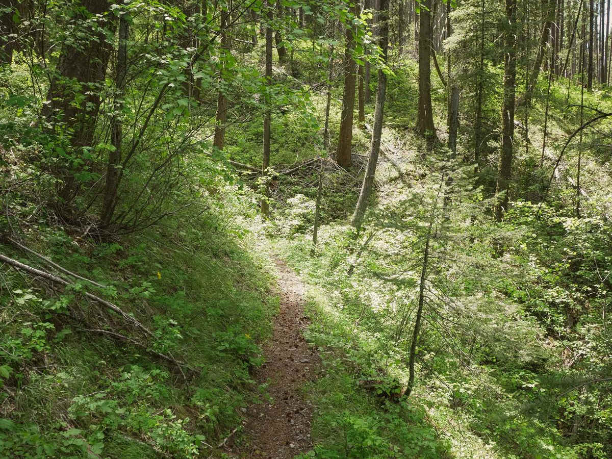South Fork Sheep Creek photo 3