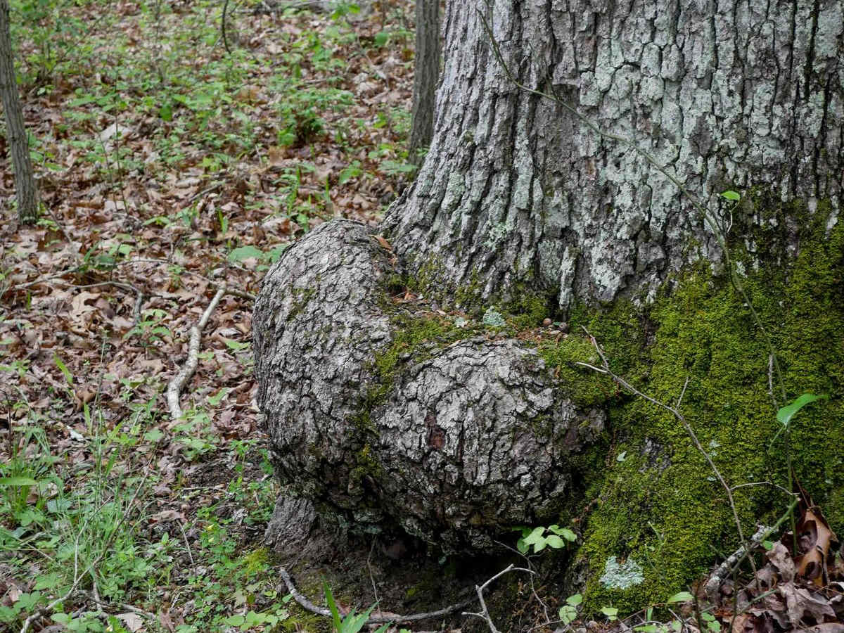 Trail 6 photo 5