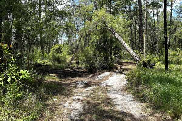 Gator Hole Throughway