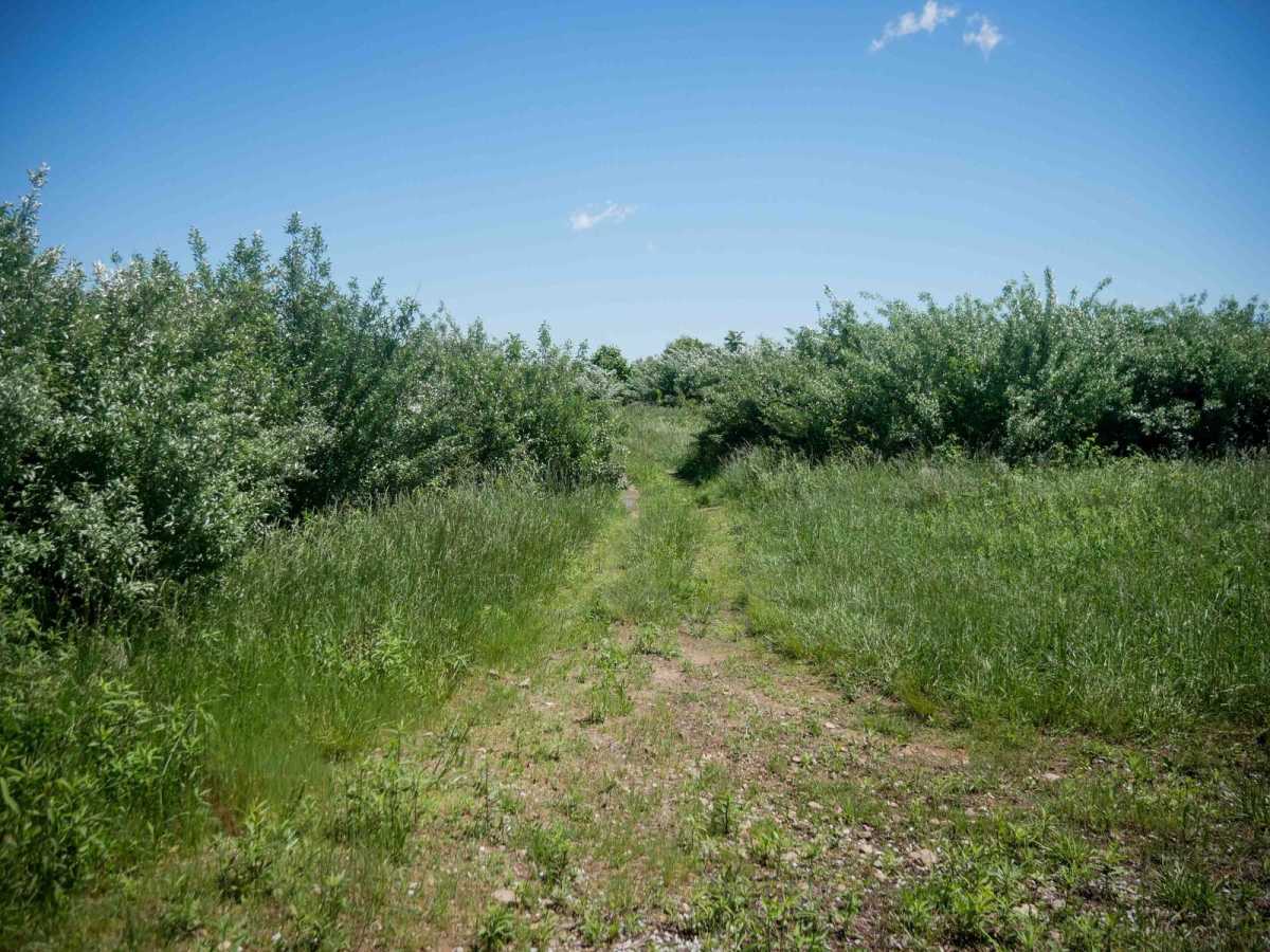 CC1A trail photo