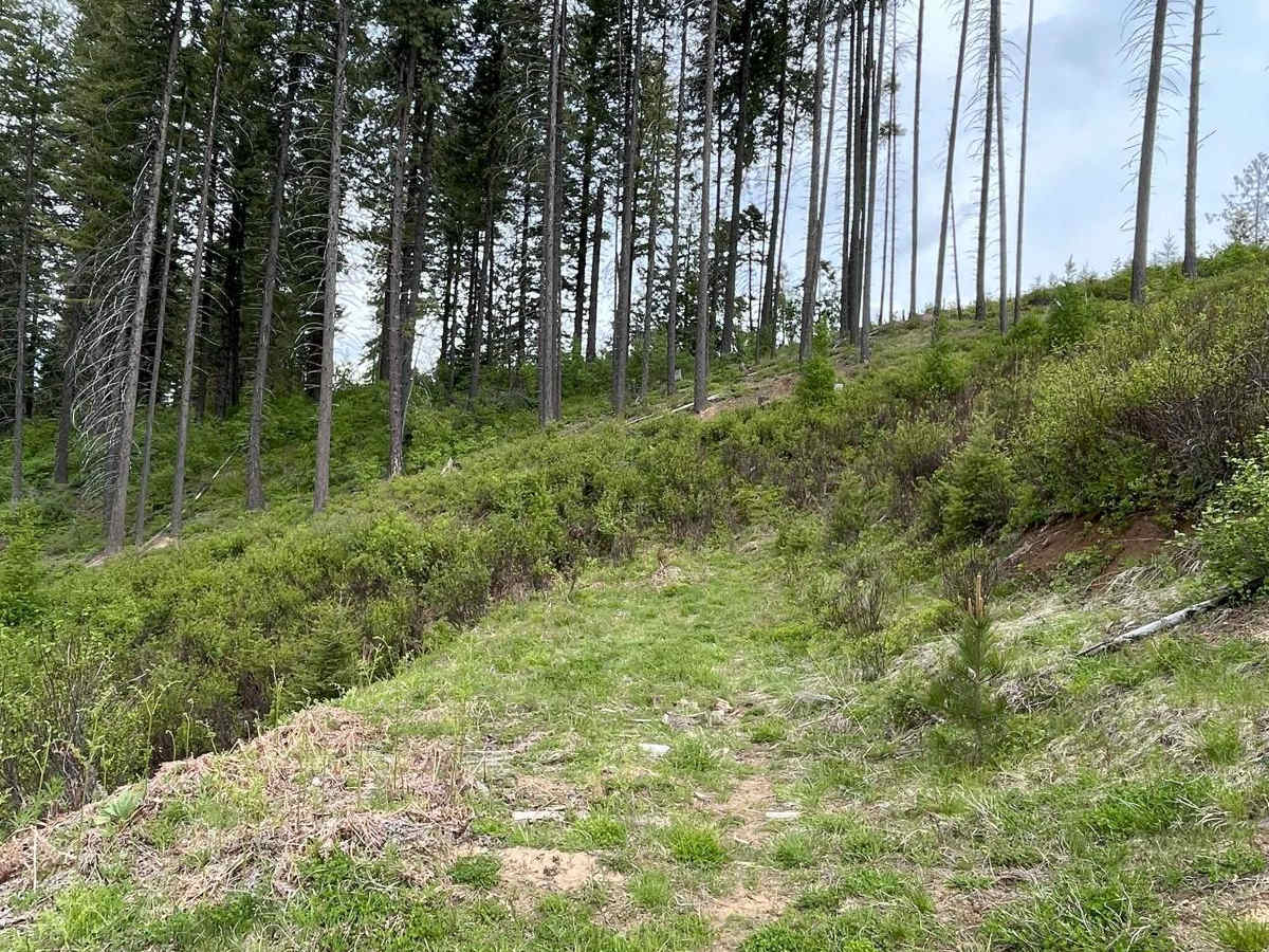 Clearcuts to Bob's Creek Road photo 2