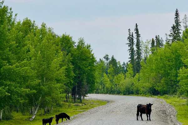 Palmer Lake FSR (Old Road)