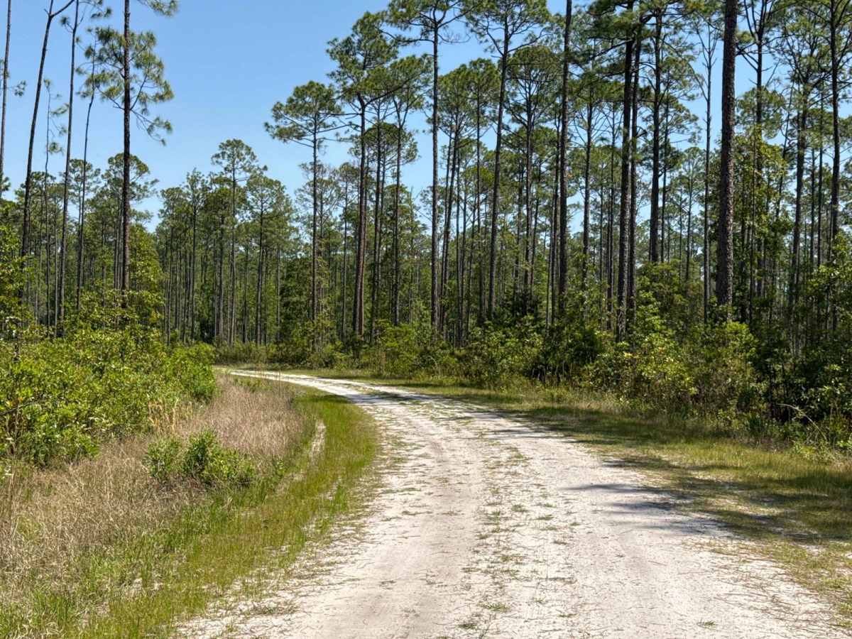 Gum Dip - Osceola NF 284 photo 5
