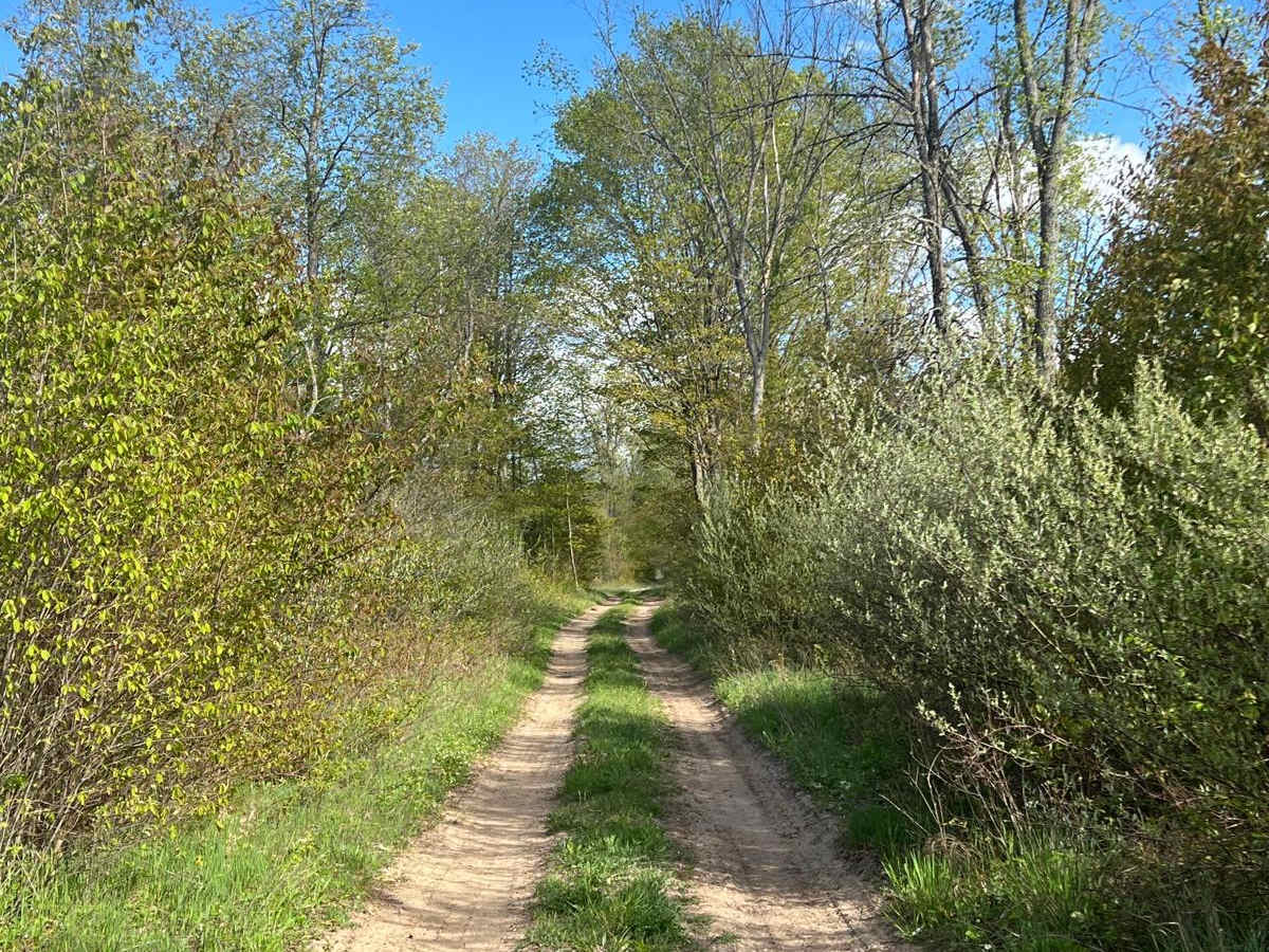 Mosquito Marsh Trail photo 3