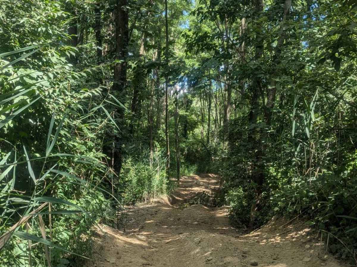 Whispering Woods trail photo