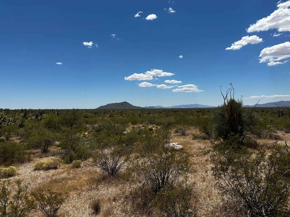 Joshua Tree Loop photo 4