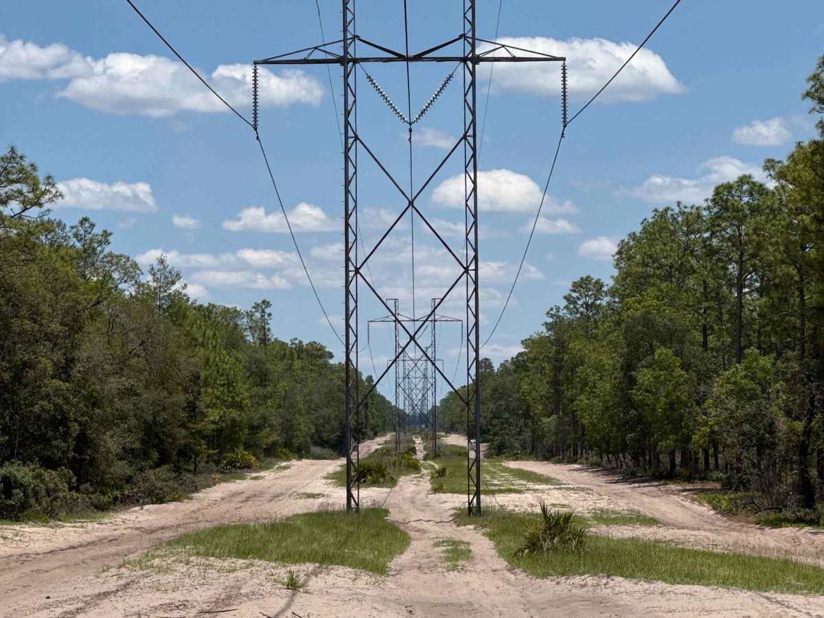 East Wandering Wiregrass photo 2