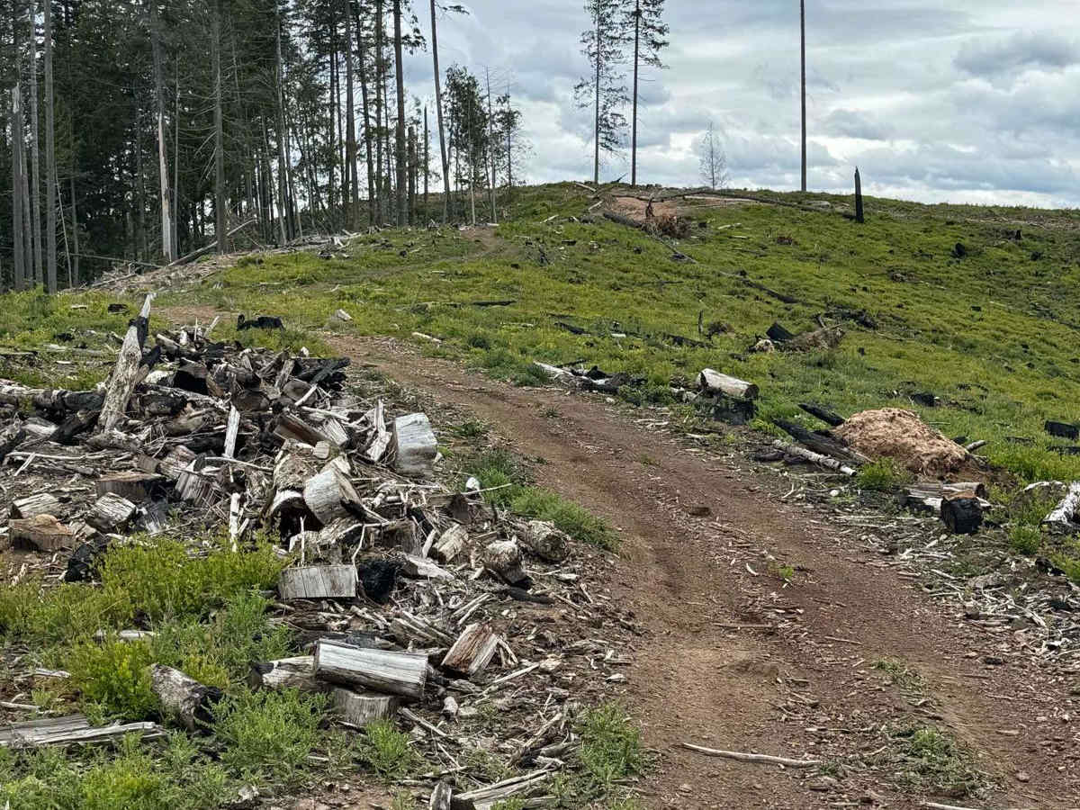 Strychnine Ridge (Trail 319) photo 5