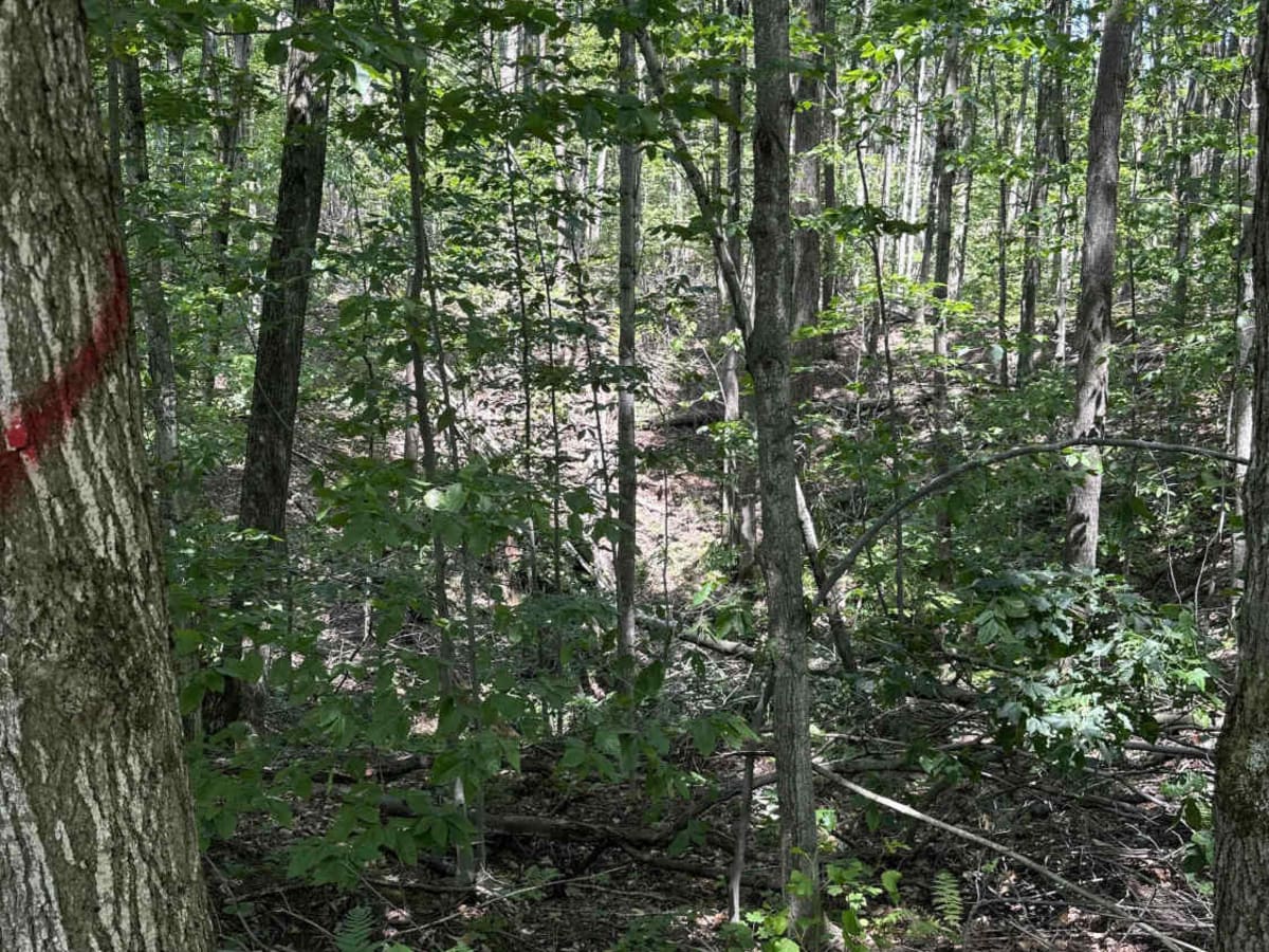 Berry Creek photo 2