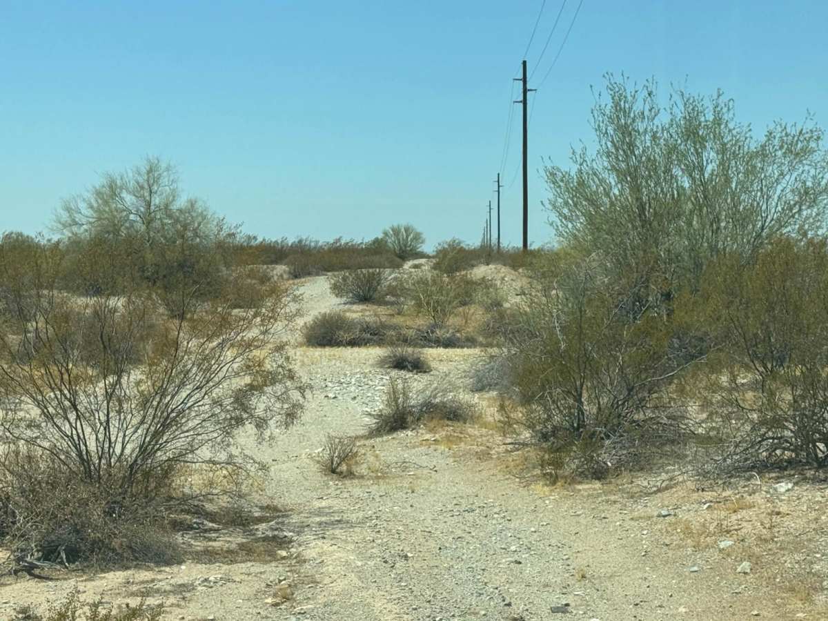 The Buzz of Gila Bend photo 5