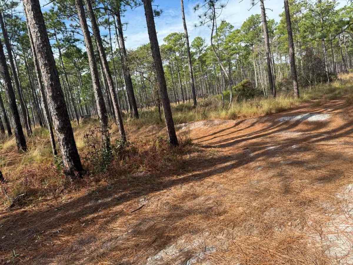 Pettiford Creek Trail 2 photo 2