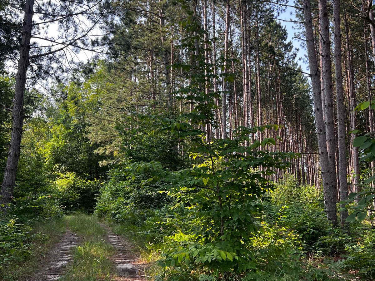 Where the Green Fern Grows Trail photo 3