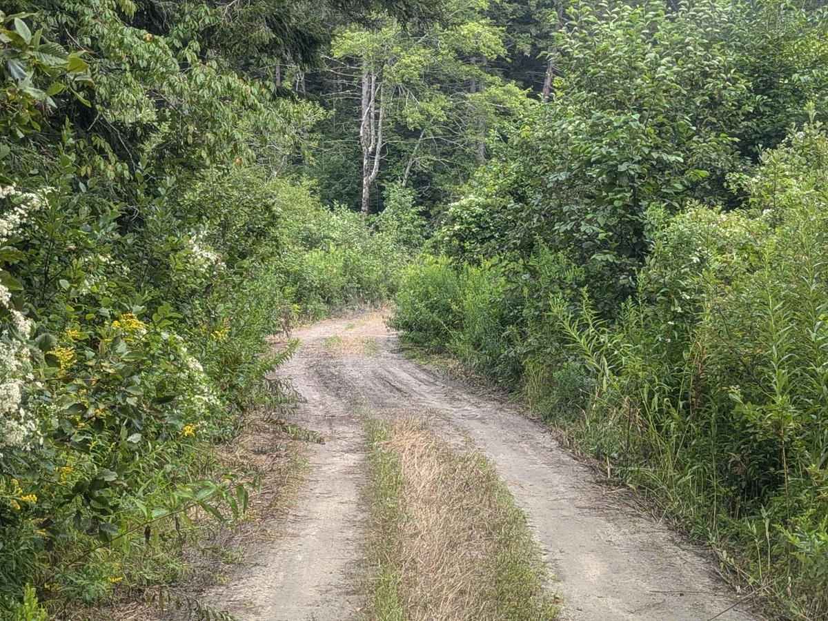 Hallockville Road trail photo