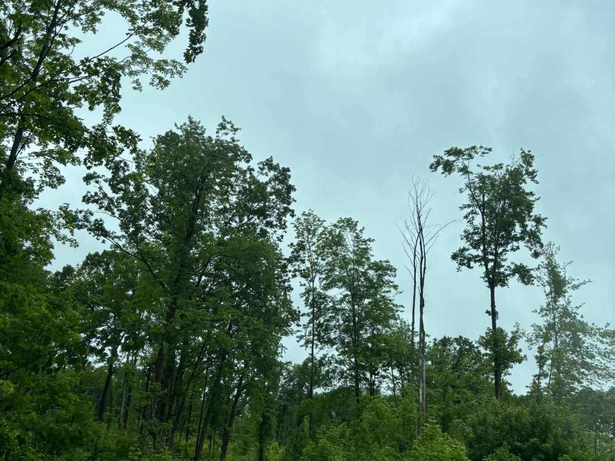 Forest Road 2619 photo 2