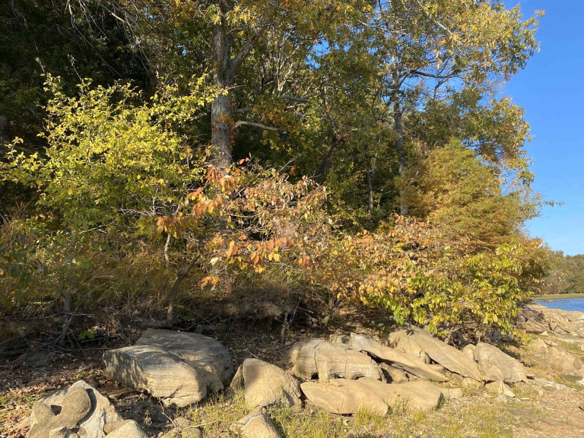 FSR 319 Land Between the Lakes photo 6