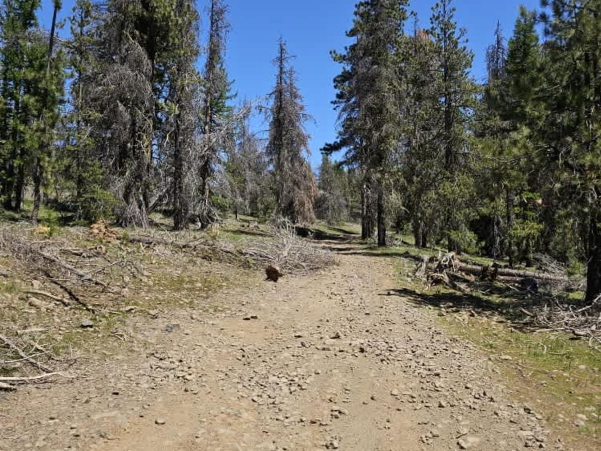 East Fork Road photo 6