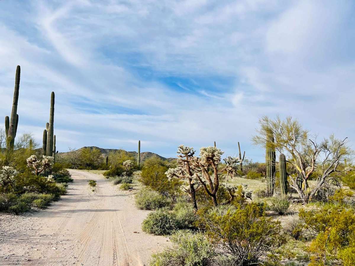 Canyon Camp Loop Ajo photo 3