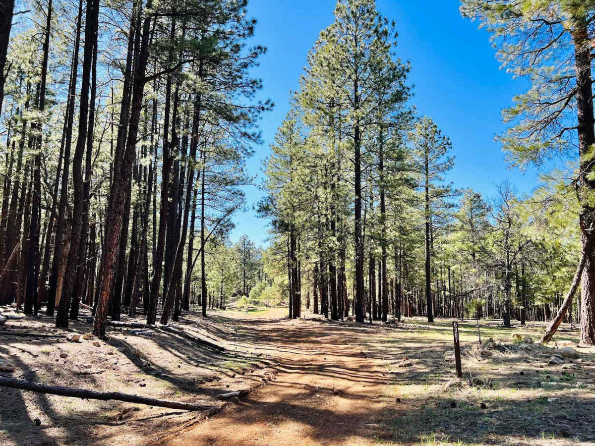 FR-6367 A Trio of Choices trail photo