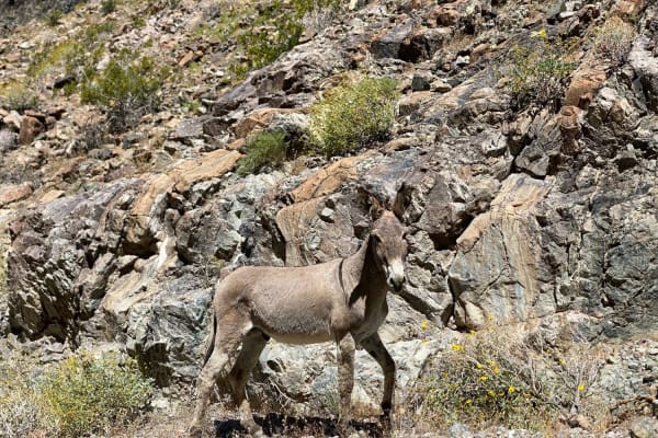 Goler Canyon Road