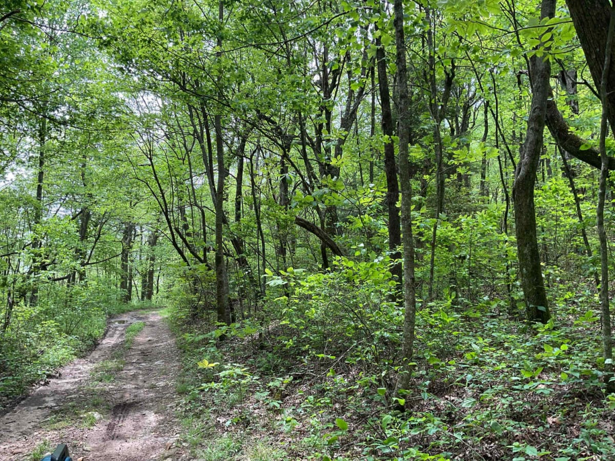Amicalola Creek - FS 46 photo 5
