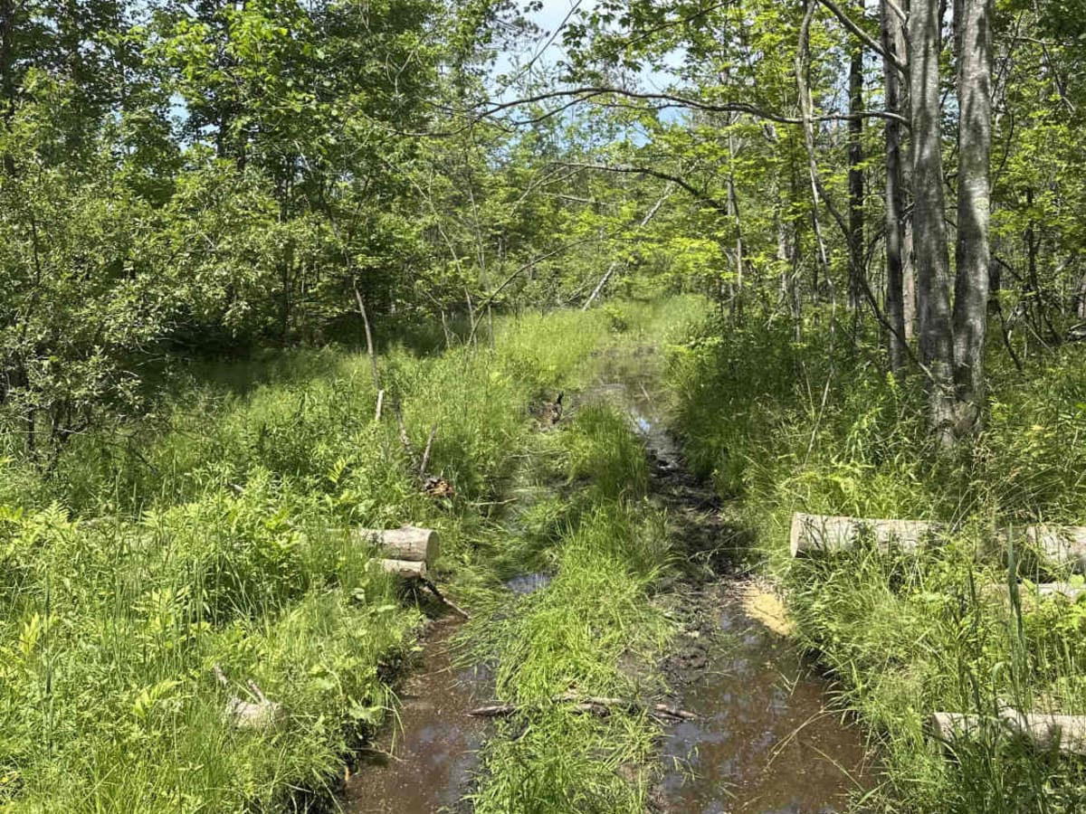 Shrek's Swamp photo 5
