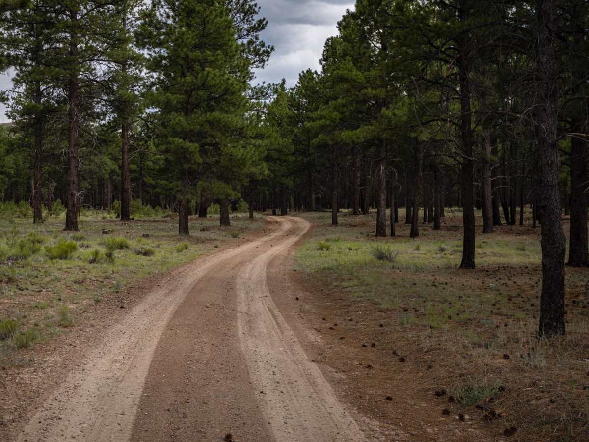 Beale's Wagon Road photo 4
