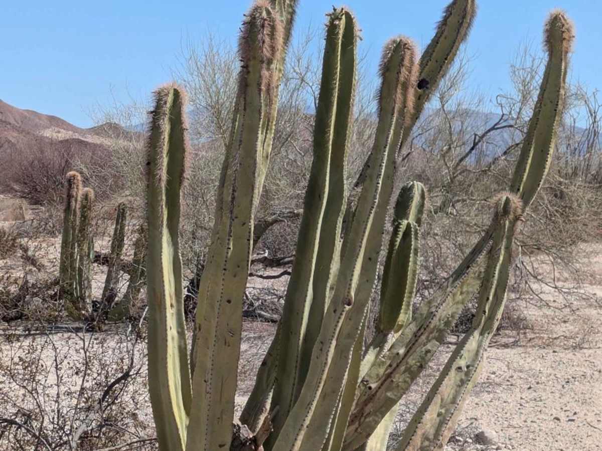 La Carrera De La Bobina Del Desierto photo 5