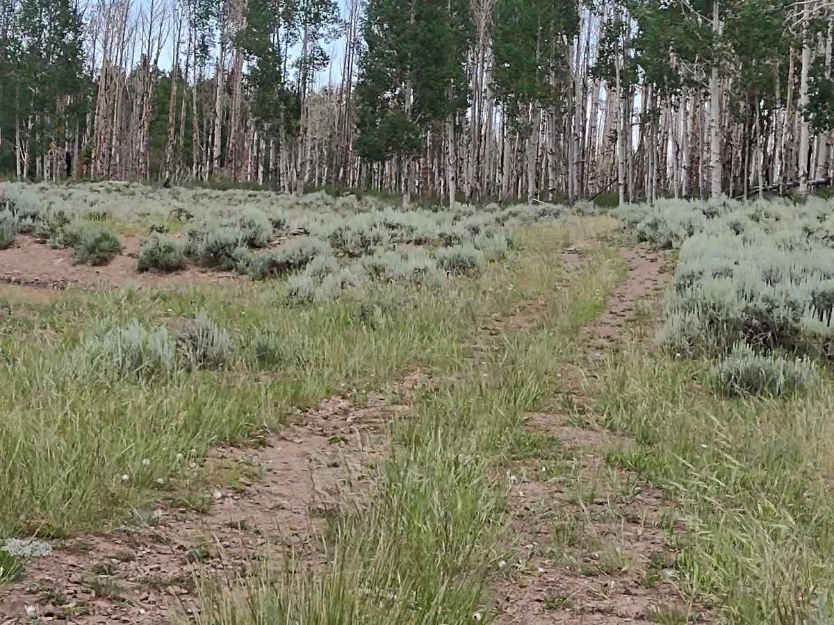 Papa Bear Spur FS 42118 photo 3