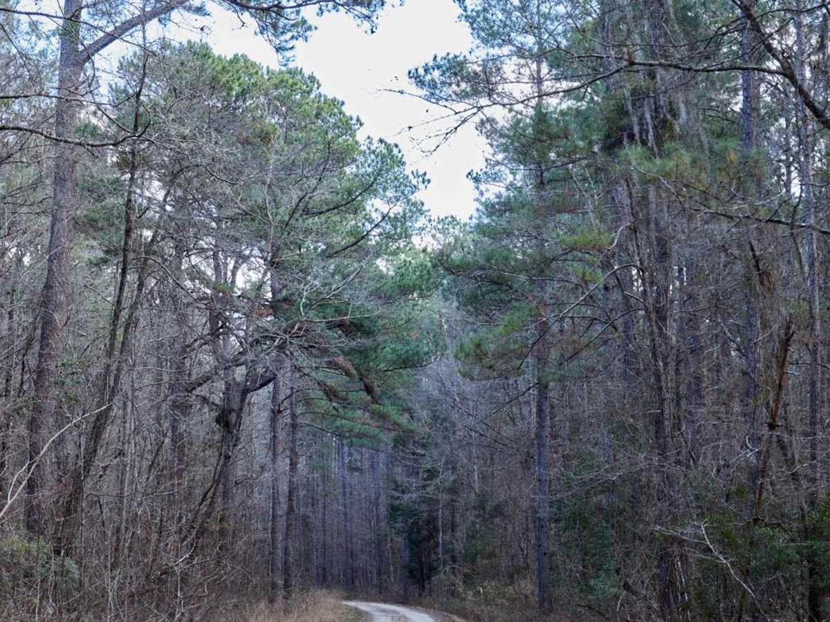FSR124 - Freeman Road photo 4