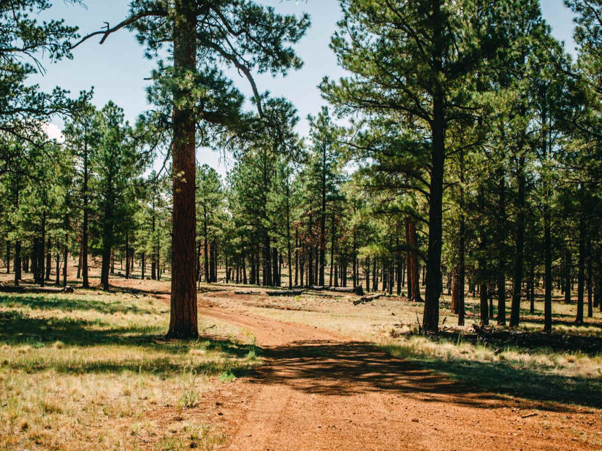 FR791 trail photo