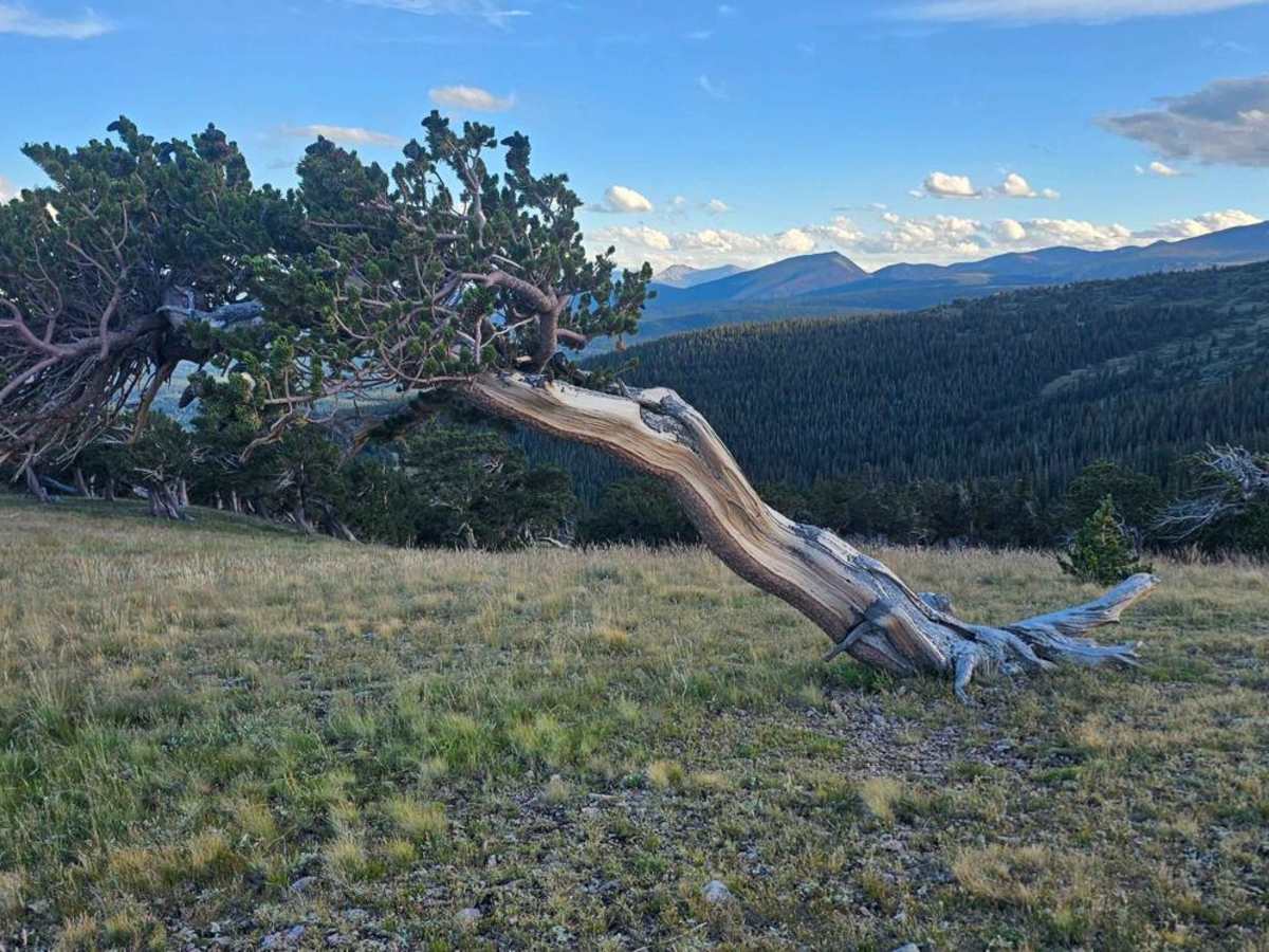 Dolly Varden Road (Windy Ridge) trail photo