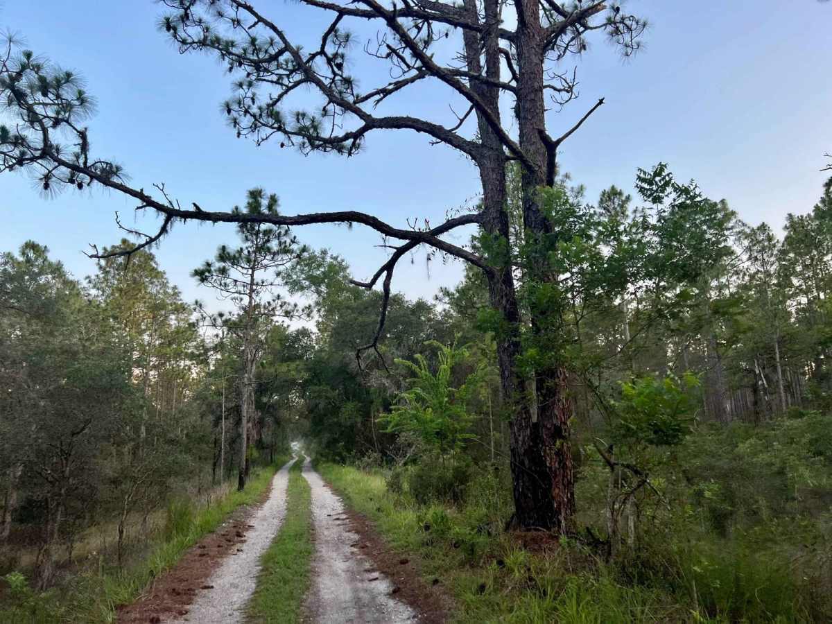 Citrus Wildlife Management | Trail 9 photo 4