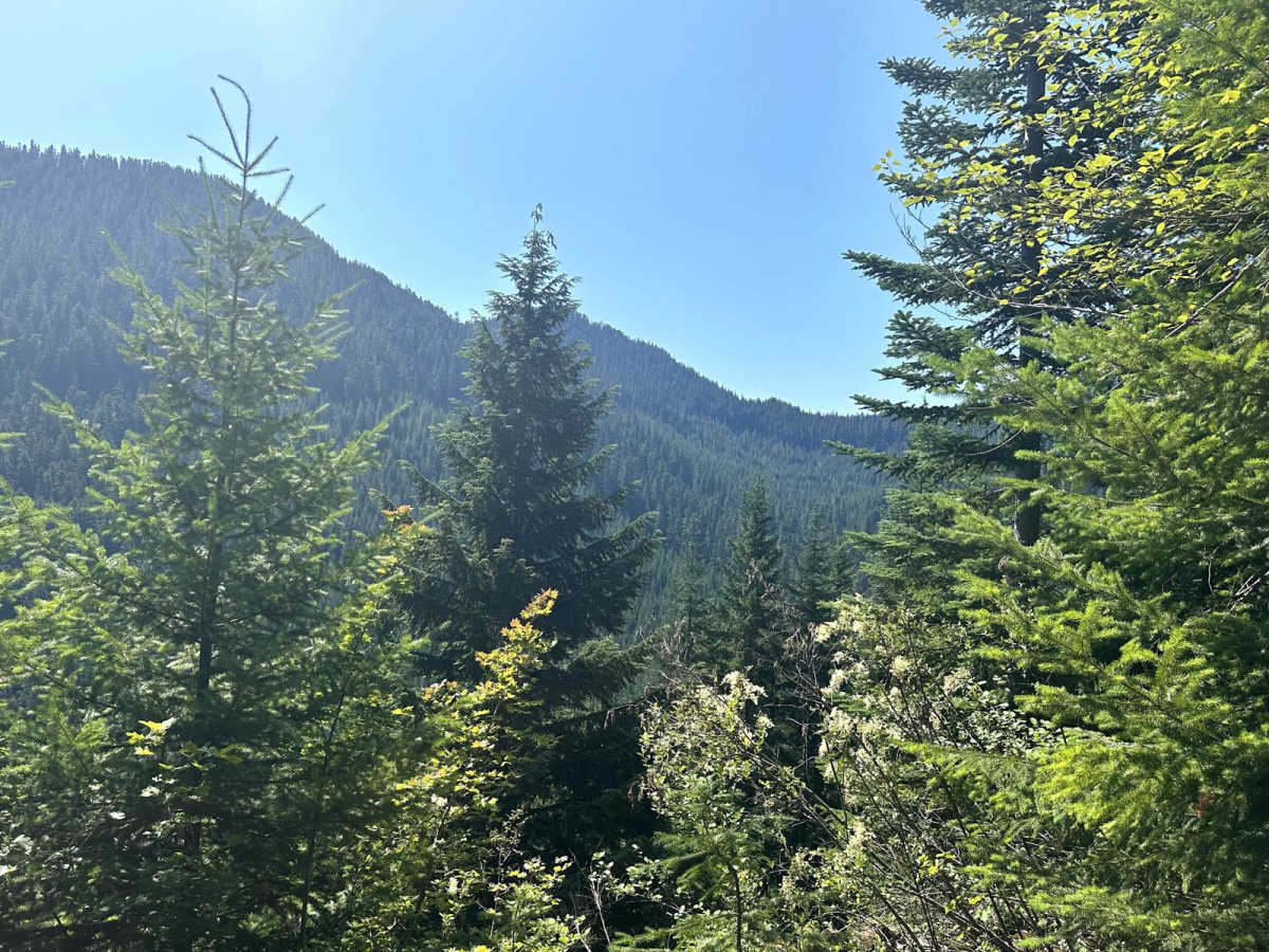 Hood Berry Trail photo 4