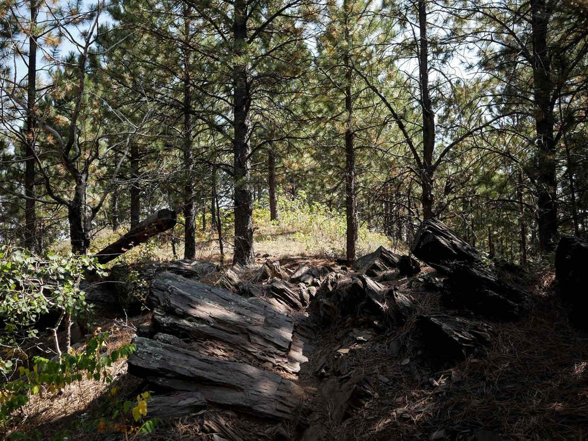Bogus 6322 trail photo