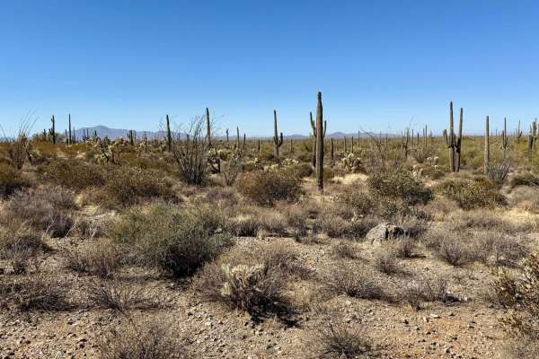 Quail Run