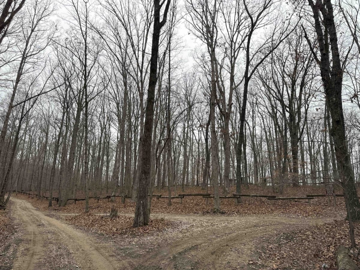S-Tree Road (FSR 20-1) photo 4